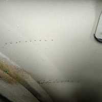 Дверь задняя левая на Haval F7 2019-2025