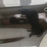 Дверь задняя левая на Hongqi HS5 2019>