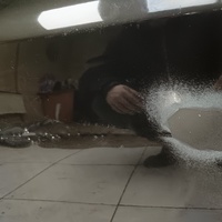 Дверь передняя левая на Land Rover Range Rover Sport 2013-2022